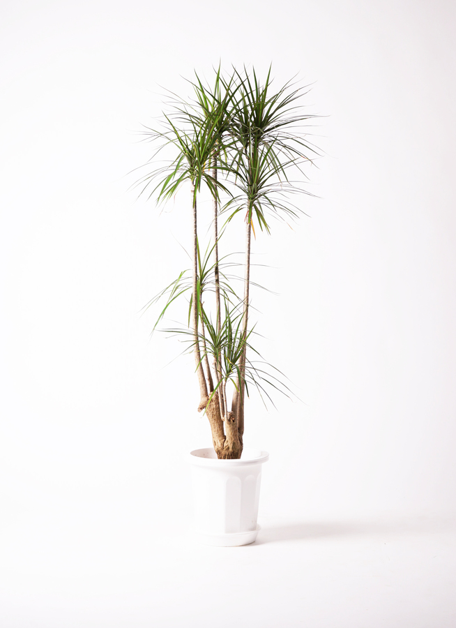 観葉植物 ドラセナ コンシンネ 10号 寄せ ビアスソリッド アイボリー