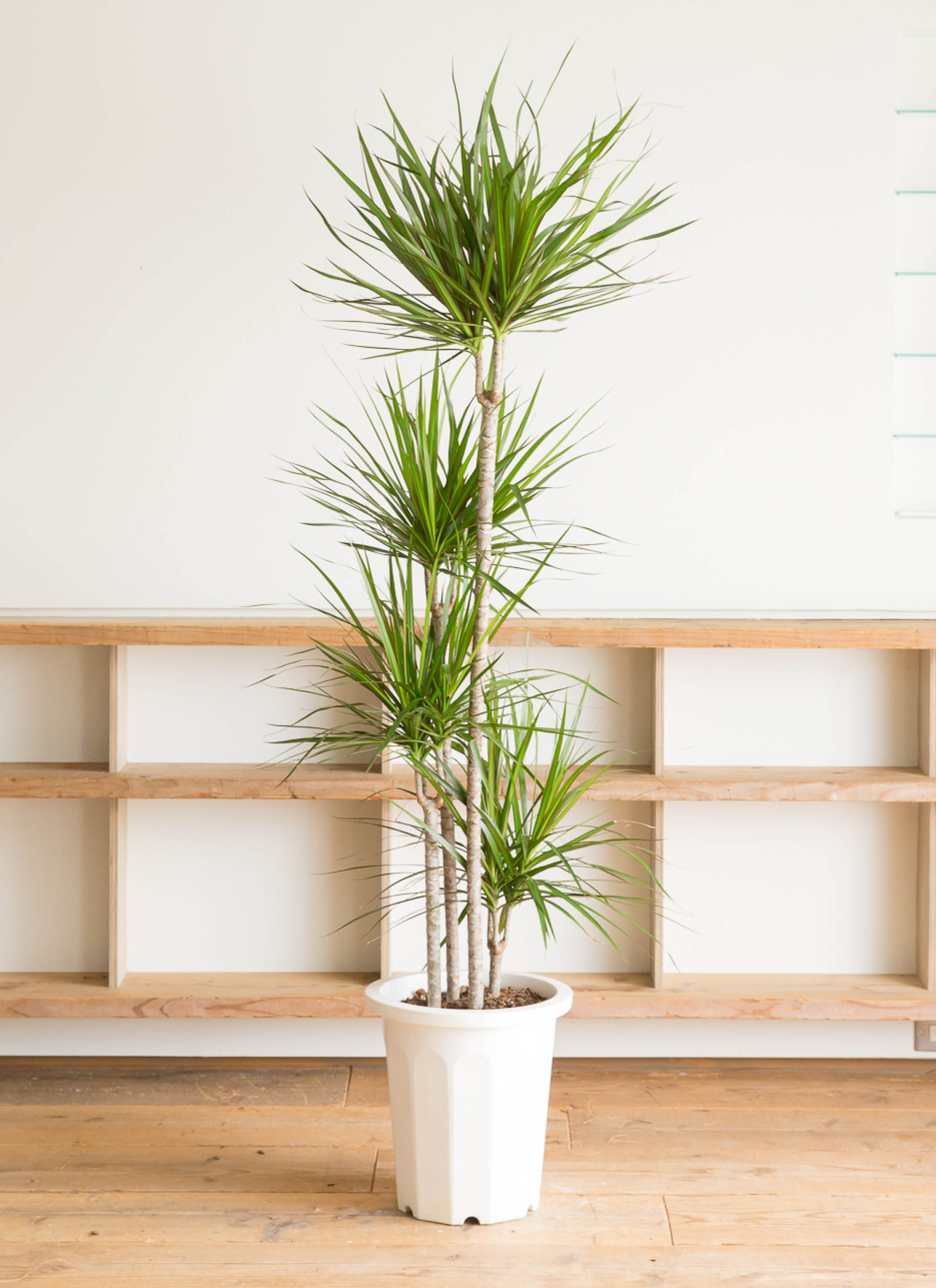 ドラセナ高さ約100cm 観葉植物 ドラセナ コンシンネ 10号 寄せ セドナロング 墨 付き | 観葉