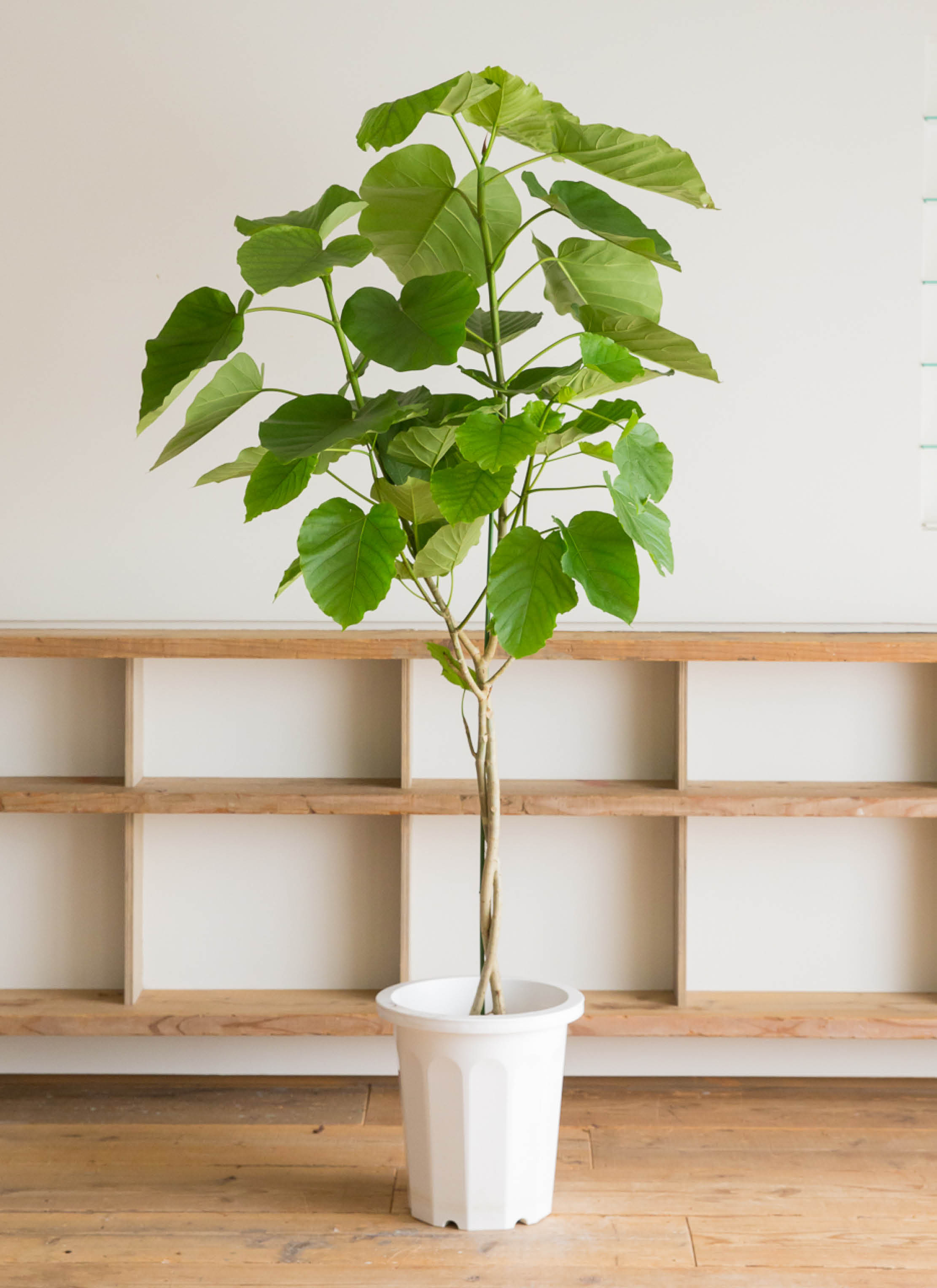 観葉植物 フィカス ウンベラータ 10号 ノーマル エコストーンLight