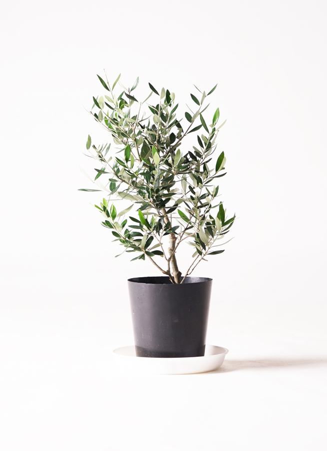 観葉植物 オリーブ 6号 コロネイキ プラスチック鉢 | 観葉植物なら