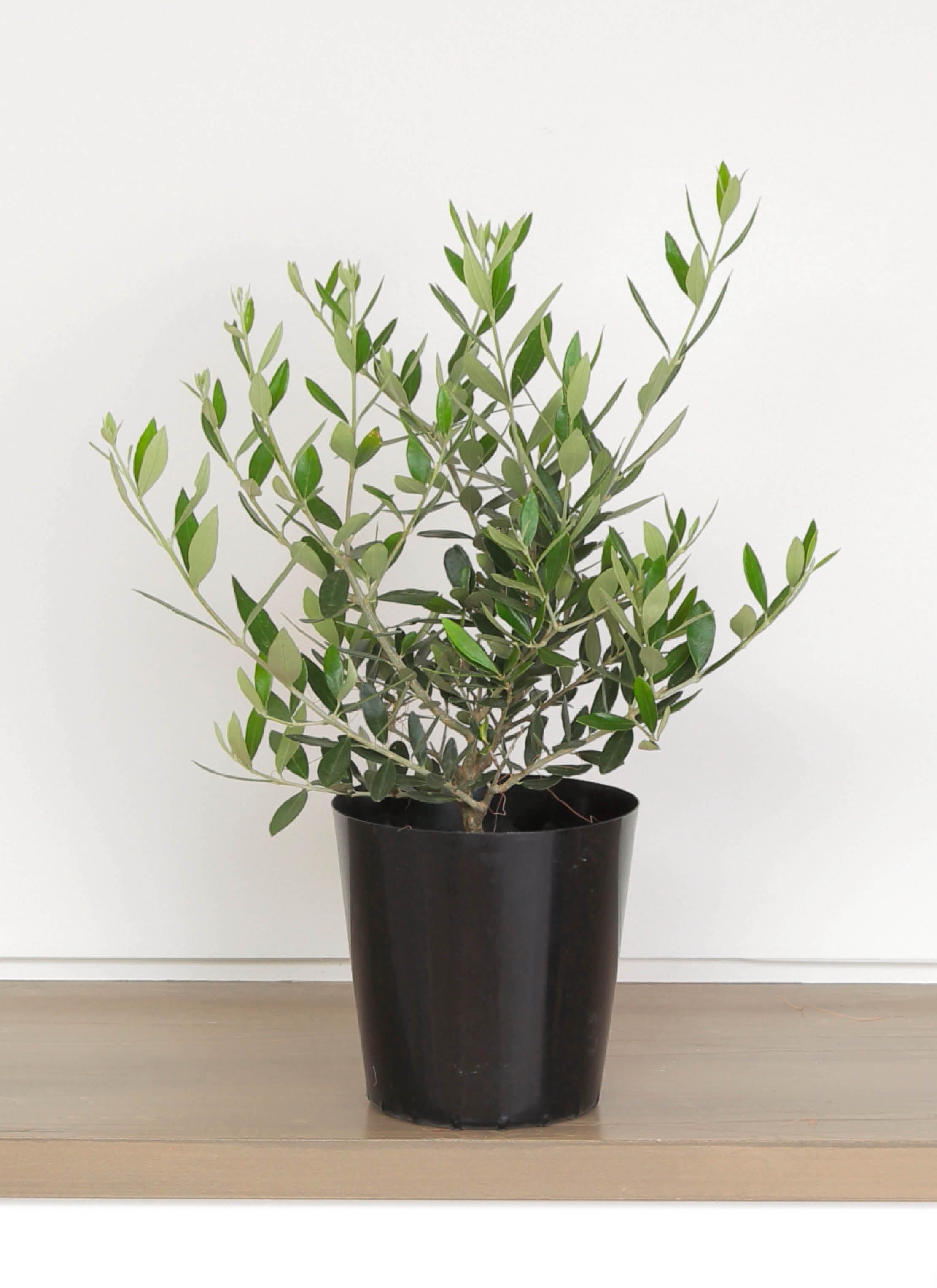 観葉植物 オリーブ 6号 コロネイキ ファイバークレイ white 付き 