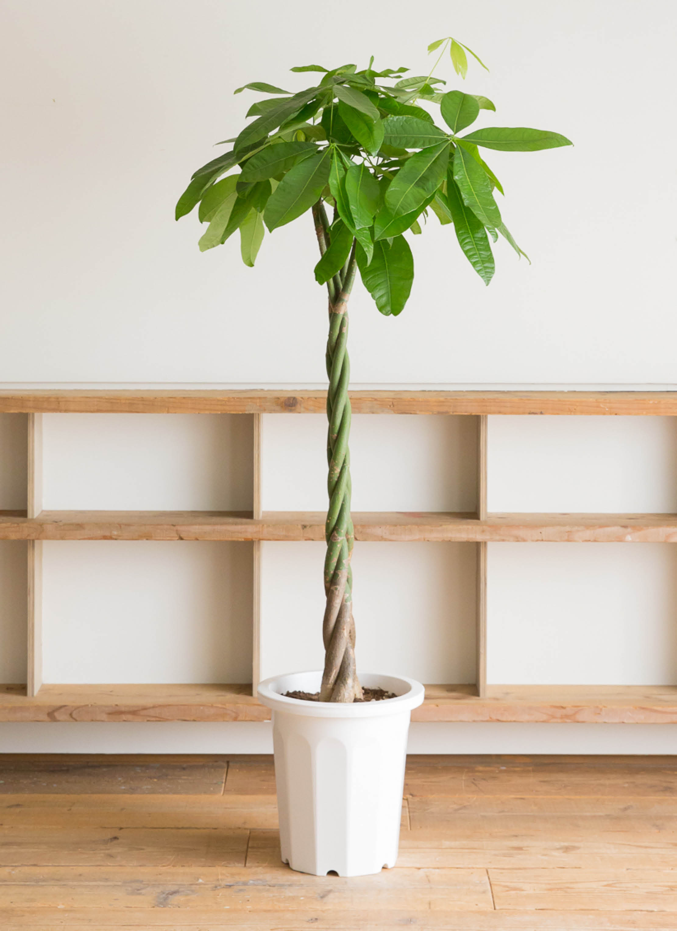 観葉植物 パキラ 10号 ねじり ファイバークレイ キューブ 付き | 観葉