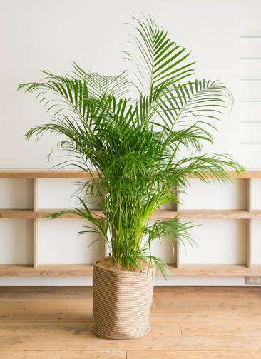 観葉植物 アレカヤシ 10号 ファイバークレイGray 付き | 観葉植物なら  