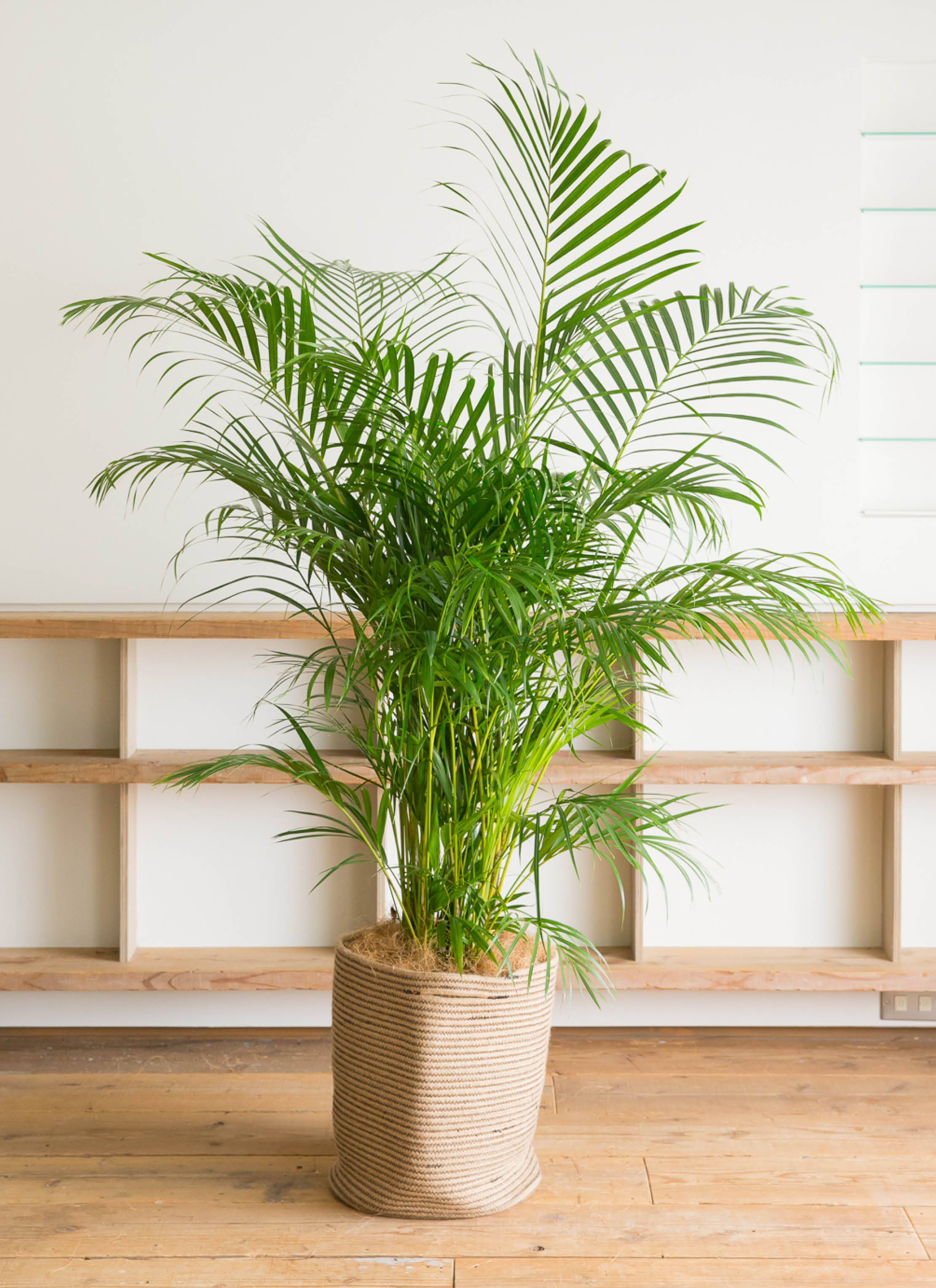 アレカヤシ観葉植物 約200cm 白鉢付き アレカヤシ（陶器鉢、ラウンドタイプ白色）Lサイズ/観葉植物の