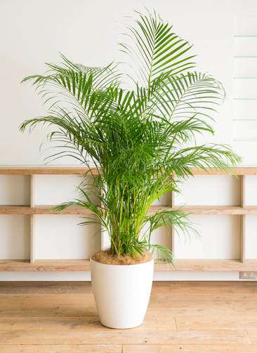 観葉植物 アレカヤシ 大きめ 緑の羽状葉 白ポット 3.jpg?1501085650