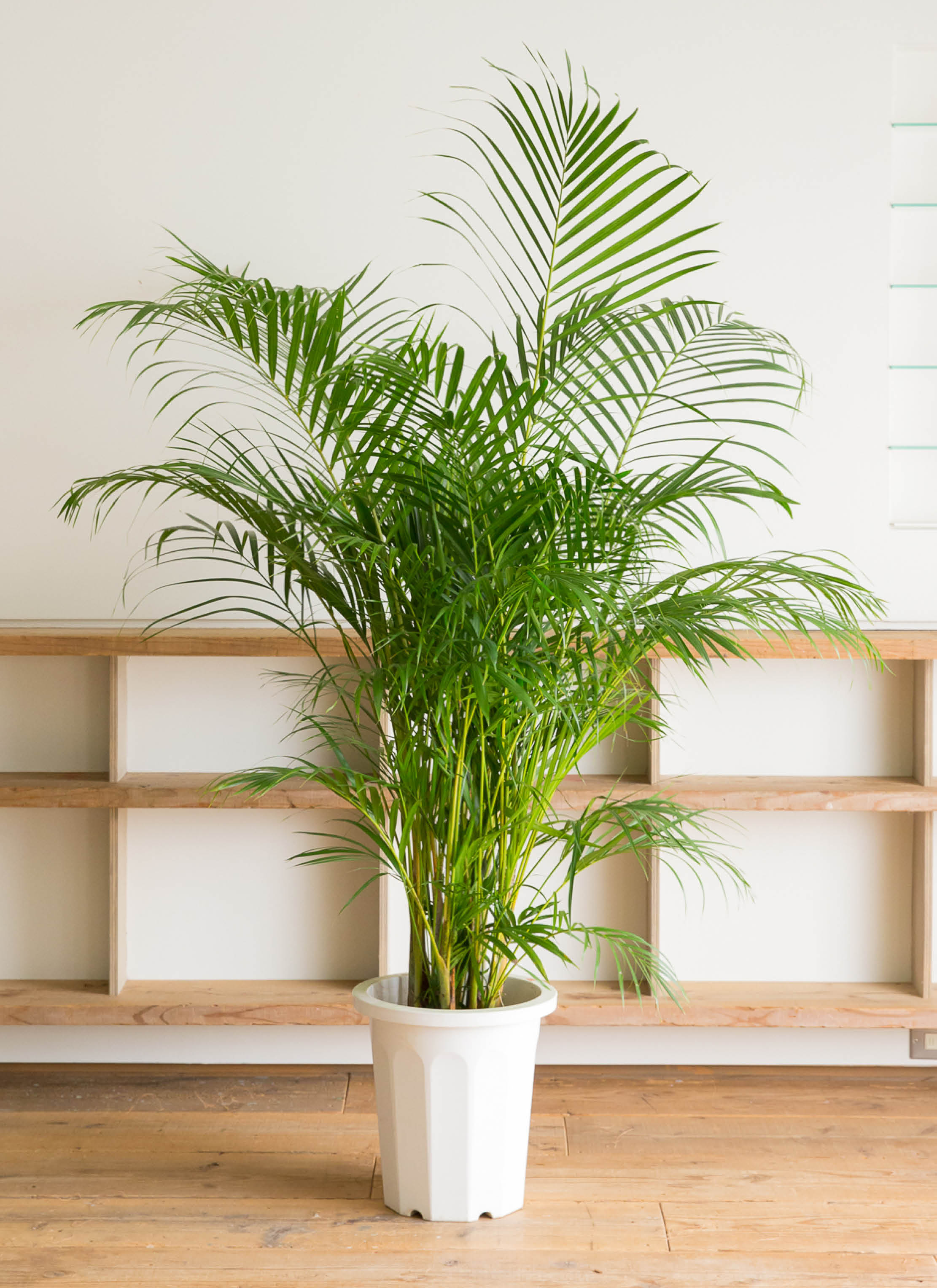 観葉植物 アレカヤシ 10号 セドナロング 墨 付き | 観葉植物なら