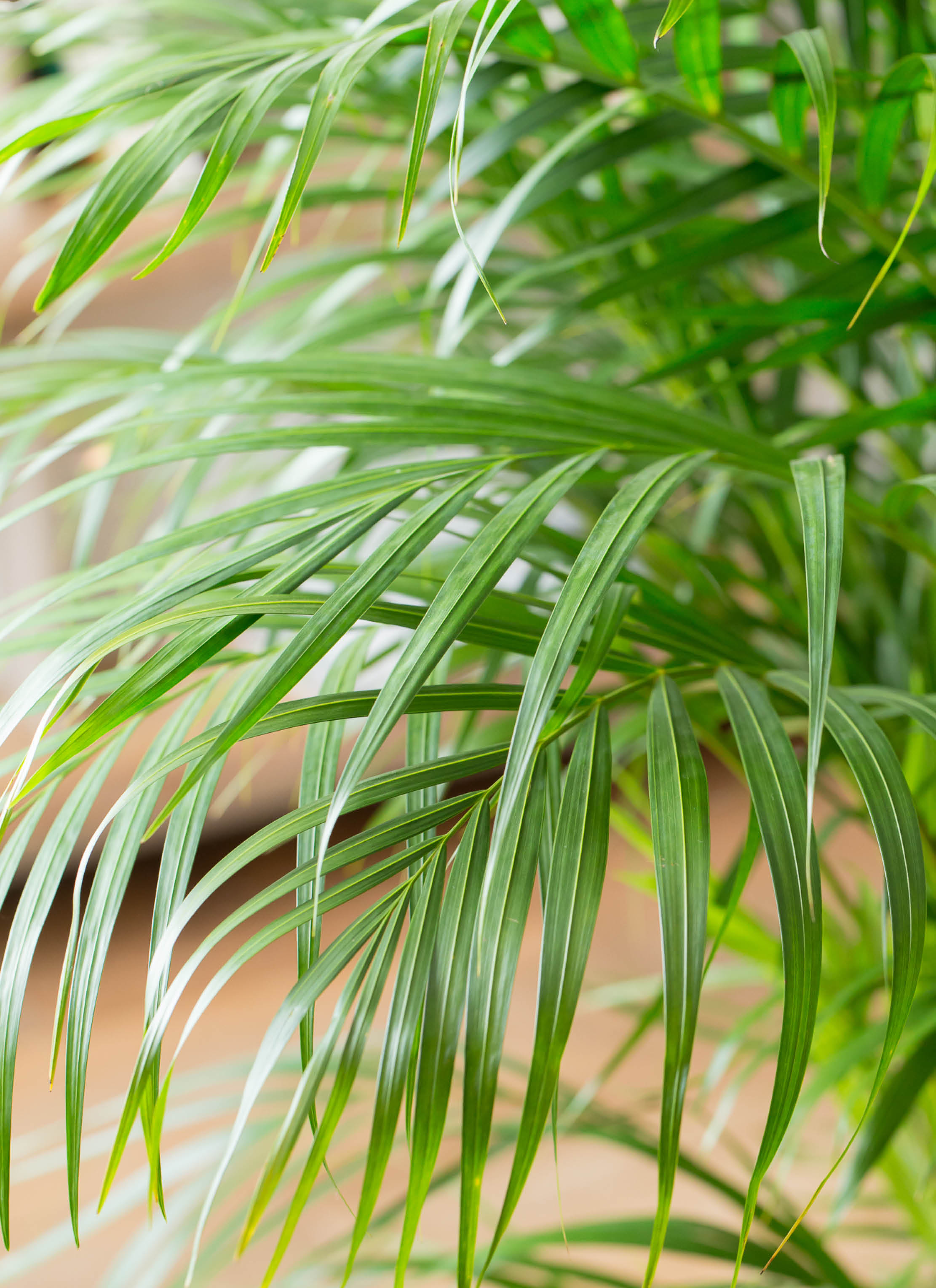 観葉植物 アレカヤシ 10号 セドナロング 墨 付き | 観葉植物なら
