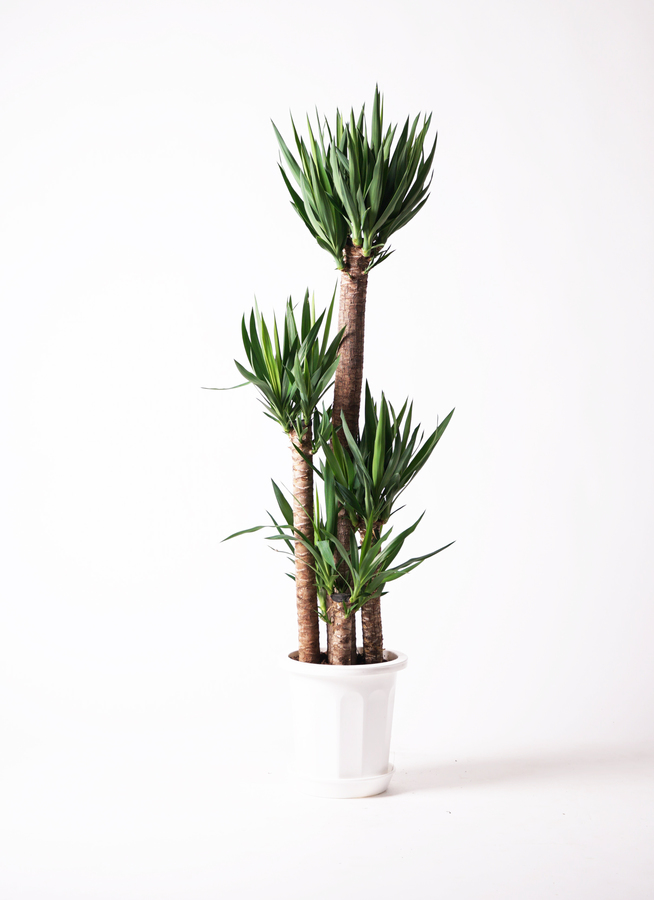 観葉植物 ユッカ 10号 ノーマル ベータ キューブプランター 黒 付き