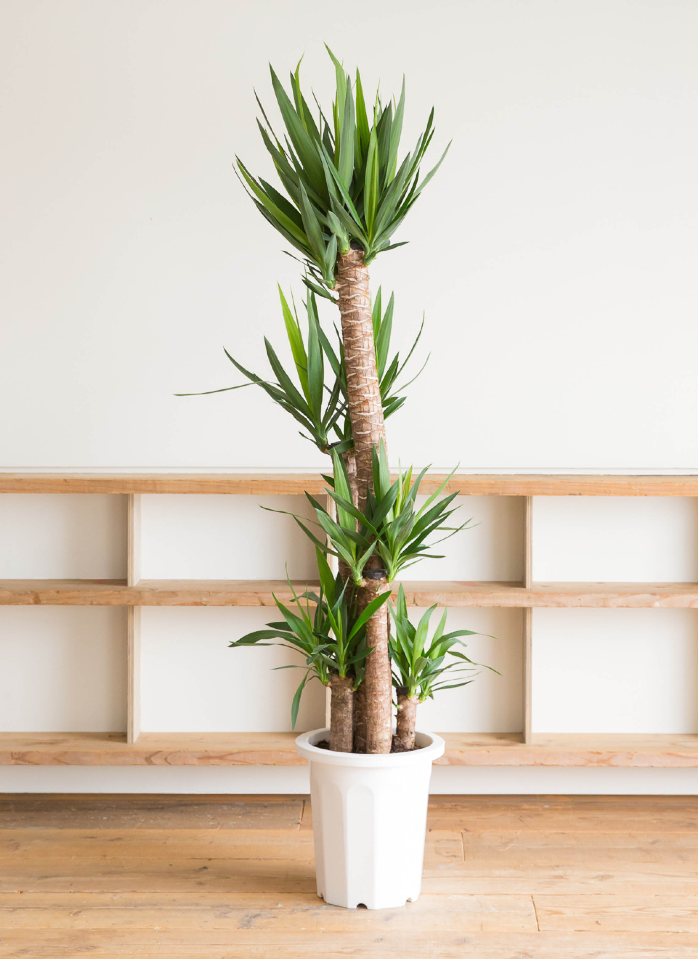 観葉植物 ユッカ 10号 ノーマル ブリティッシュキューブ 付き | 観葉