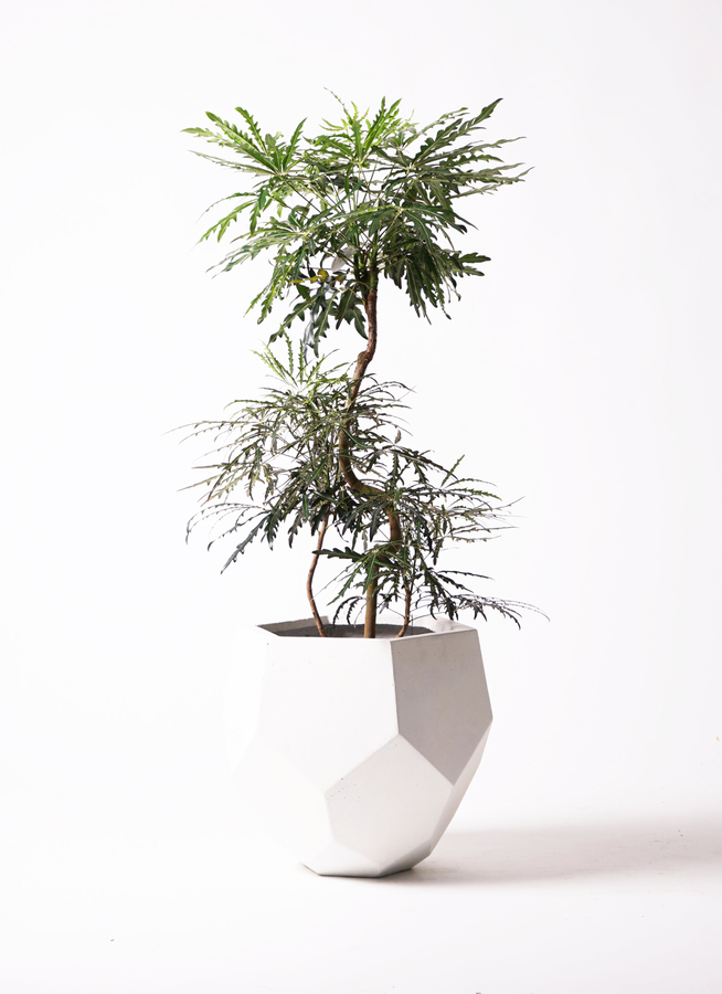 ロ*ア様 グリーンターラ グリーンターラの商品一覧 - TIRAKITA.COM