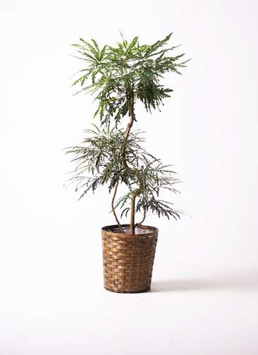 観葉植物 グリーンアラレア 8号 曲り 竹バスケット 付き | 観葉植物