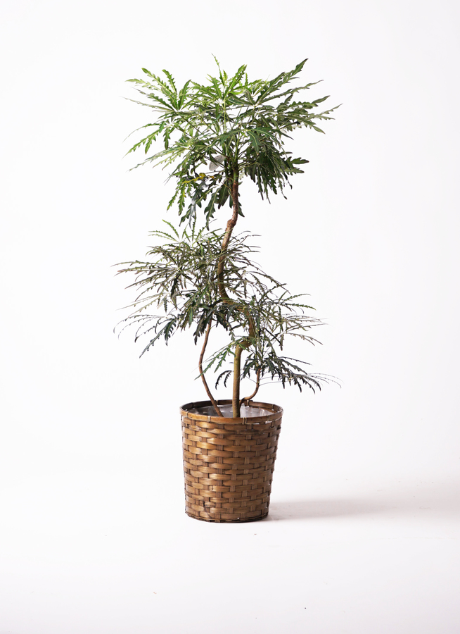 観葉植物 グリーンアラレア 8号 曲り リブバスケットNatural 付き