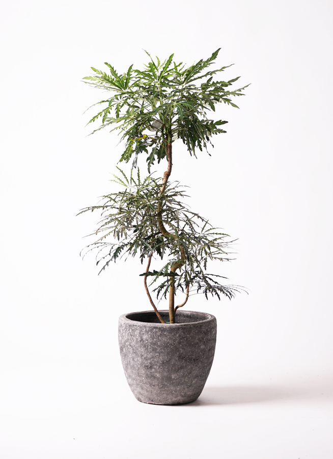 観葉植物 グリーンアラレア 8号 曲り リブバスケットNatural