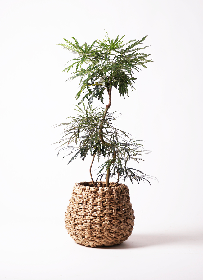 観葉植物 グリーンアラレア 8号 曲り フェルム シリンダー オリーブ