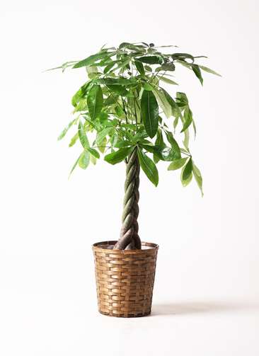 観葉植物 パキラ 8号 ねじり 竹バスケット 付き | 観葉植物なら