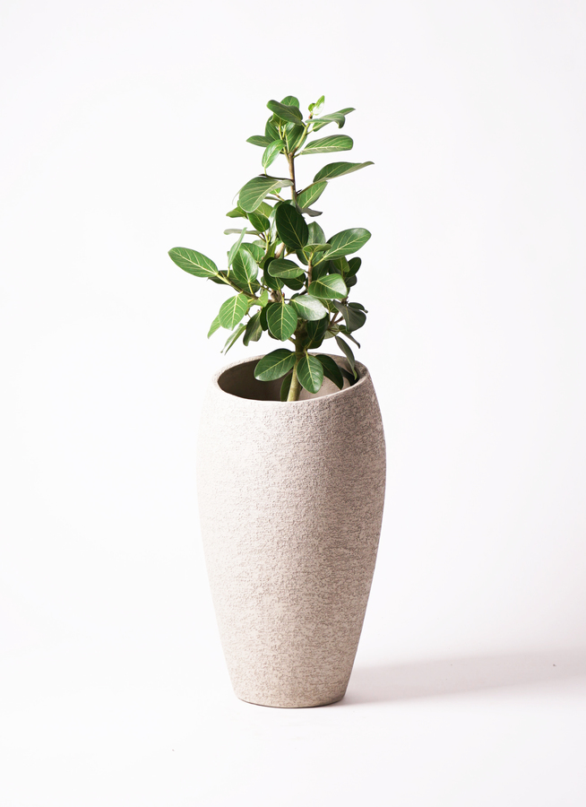 観葉植物 フィカス ベンガレンシス 7号 ストレート プラスチック鉢