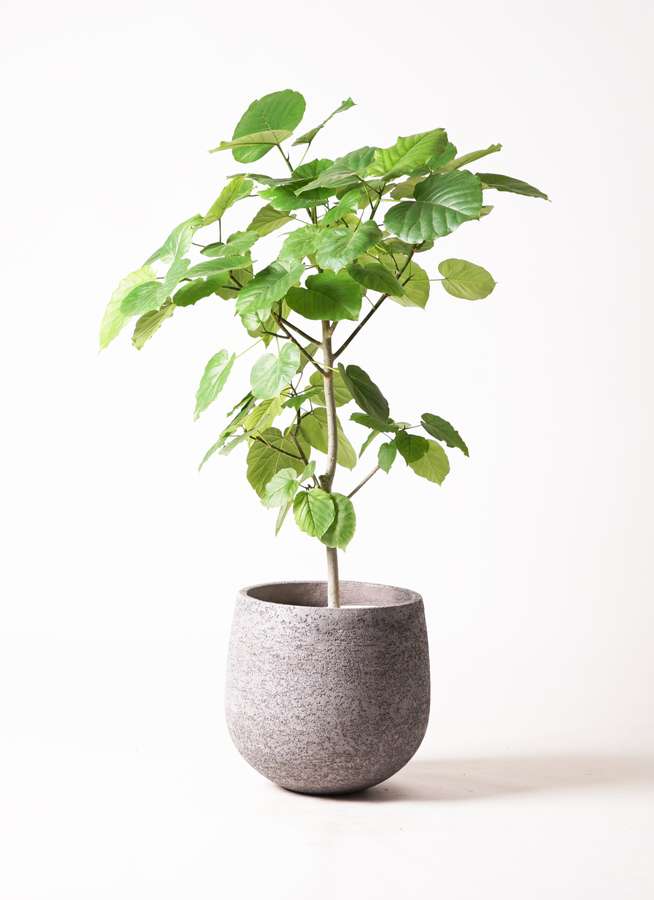 観葉植物 フィカス ウンベラータ 8号 ノーマル エコストーンgray 付き 観葉植物ならhitohana ひとはな
