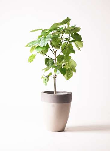 観葉植物 フィカス ウンベラータ 8号 ノーマル ファイバーストーン