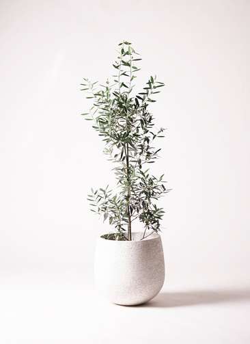 オリーブの木 チプレッシーノ 8号 2 観葉植物 オリーブ 8号 チプレッシーノ エコストーンwhite 付き | 観葉