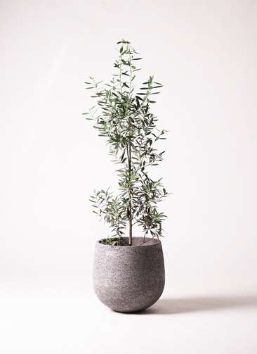 オリーブの木　チプレッシーノ　オリーブ 観葉植物 オリーブ 8号 チプレッシーノ エコストーンGray 付き | 観葉