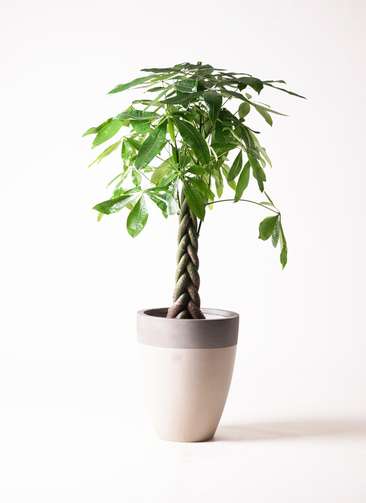 観葉植物 パキラ 8号 ねじり ファイバーストーンカプリ サンディ