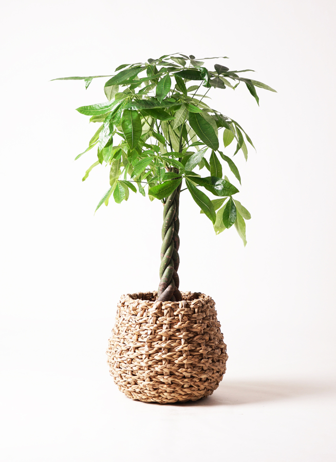 週末特価！パキラ　苗　苗木　観葉植物　ねじり　5株植え　8号鉢　三つ編み 週末特価！パキラ 苗 苗木 観葉植物 ねじり 5株植え 8号鉢 三つ