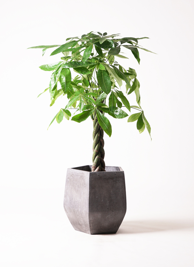 観葉植物 パキラ 8号 ねじり ファイバークレイ Gray 付き | 観葉植物