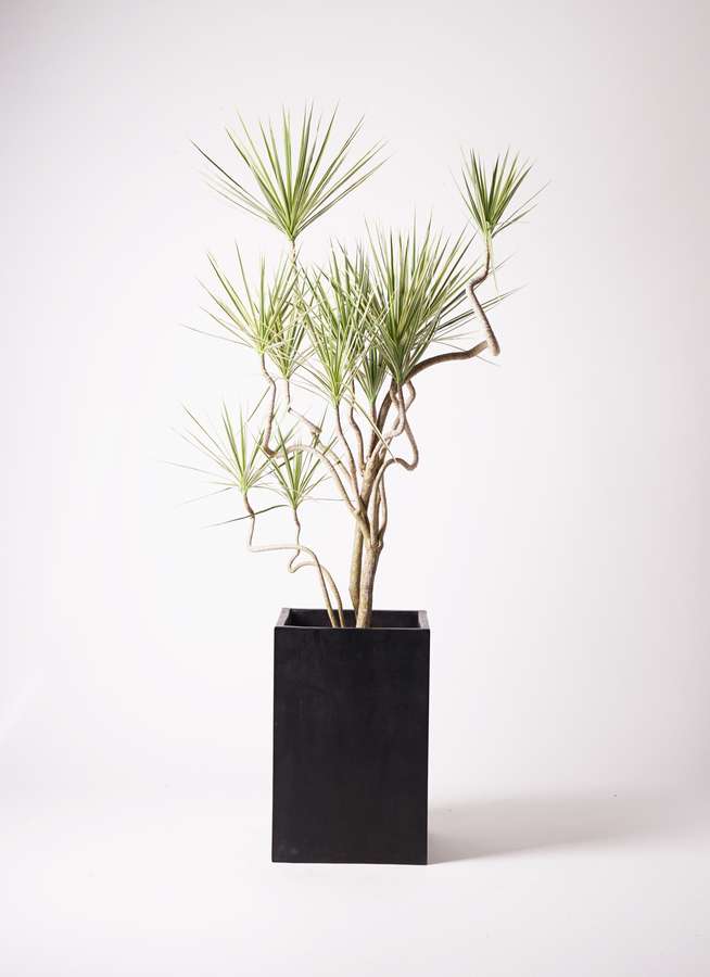 観葉植物 コンシンネ ホワイポリー 10号 曲り セドナロング 墨 付き 観葉植物ならhitohana ひとはな