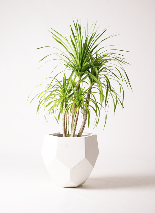 観葉植物 ドラセナ カンボジアーナ 8号 ブリティッシュキューブ 付き