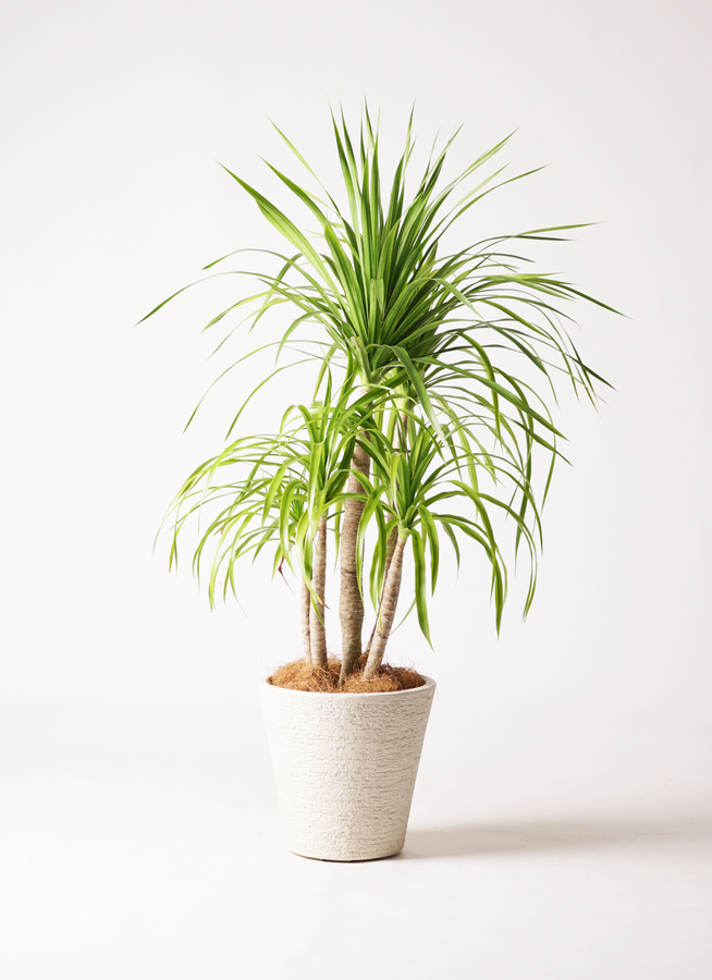 ドラセナ カンボジアーナ 8号 | 観葉植物通販HitoHana(ひとはな)