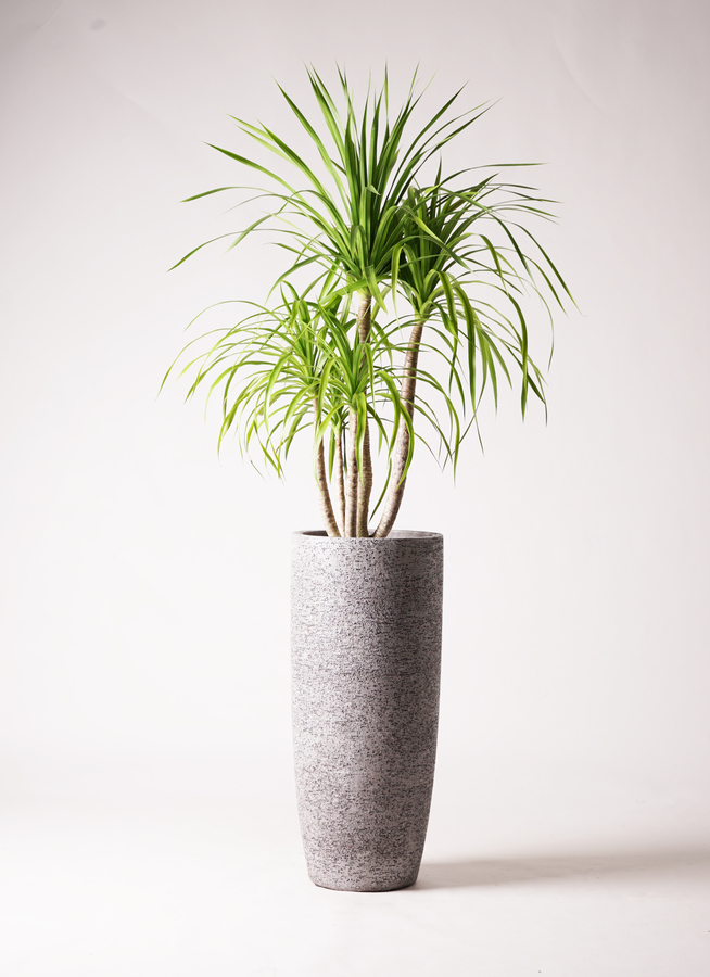 観葉植物 ドラセナ カンボジアーナ 8号 リブバスケットNatural