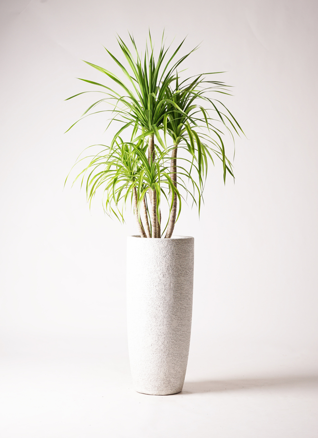 観葉植物 ドラセナ カンボジアーナ 8号 エコストーントール