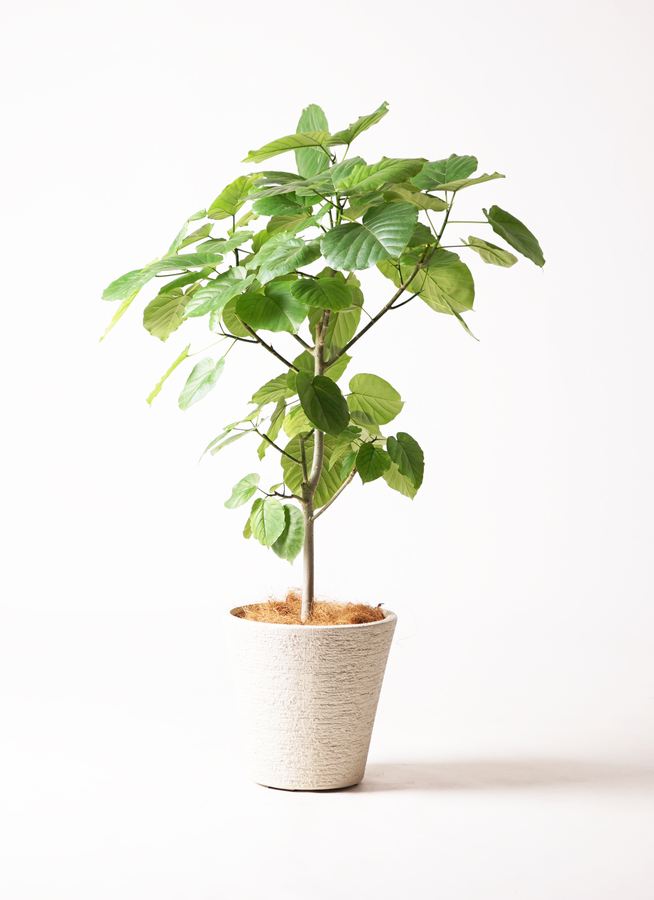 観葉植物 フィカス ウンベラータ 8号 ノーマル ビアスソリッド