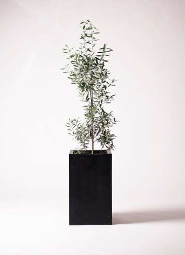 観葉植物 オリーブ 8号 チプレッシーノ セドナロング 墨 付き | 観葉