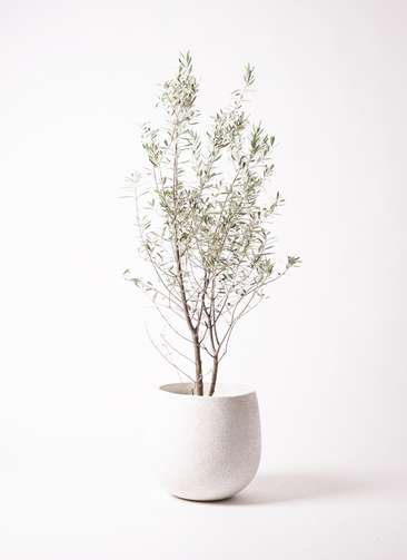 観葉植物 オリーブ 10号 チプレッシーノ エコストーンwhite 付き