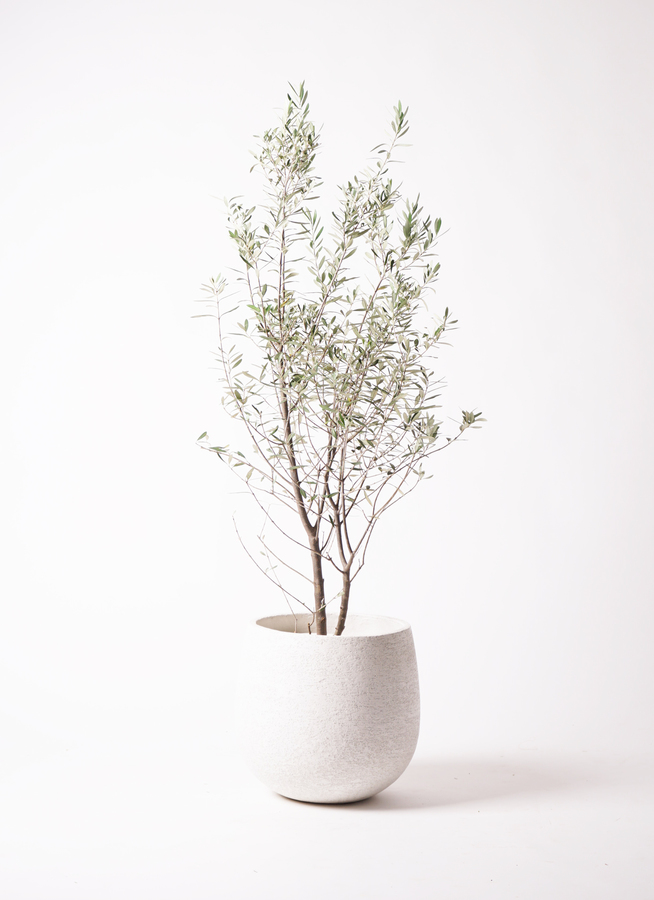 観葉植物 オリーブ 10号 チプレッシーノ エコストーンwhite 付き