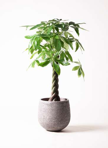 週末特価！パキラ　苗　苗木　観葉植物　ねじり　5株植え　8号鉢　三つ編み パキラ苗苗木 観葉植物 85cm ねじり 5株植え8号鉢 三つ編み