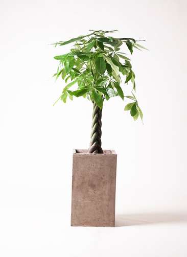 観葉植物 パキラ 8号 ねじり セドナロング グレイ 付き | 観葉