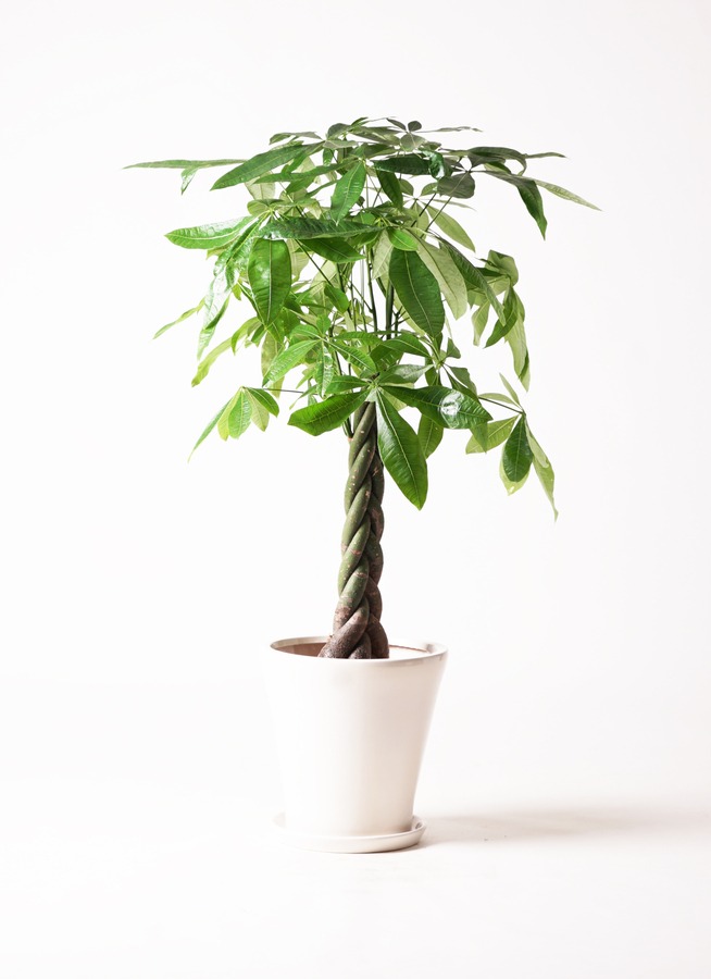 観葉植物 パキラ 8号 ねじり サブリナ 白 付き | 観葉植物ならHitoHana