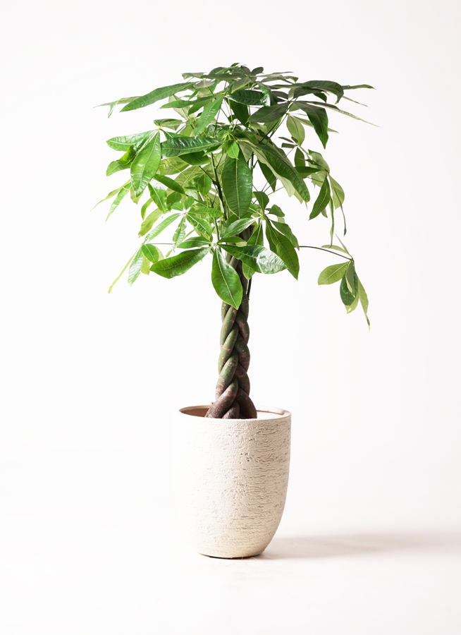 ラ*ネ様 パキラ　斑入り　７号　約95センチ　3 ラ*ネ様 パキラ 斑入り 7号 約95センチ 3 ラ*ネ様 パキラ 斑入り 7号