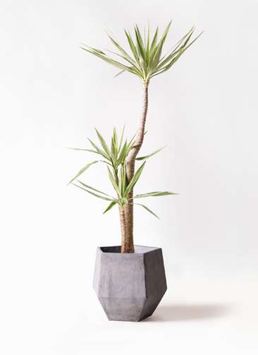 観葉植物 ユッカ 10号 斑入り ファイバークレイGray 付き | 観葉植物