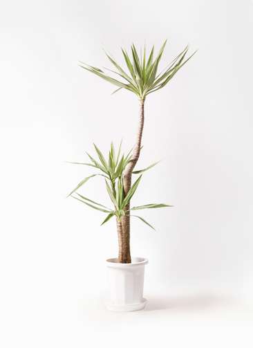 観葉植物 ユッカ 10号 斑入り プラスチック鉢 | 観葉植物ならHitoHana