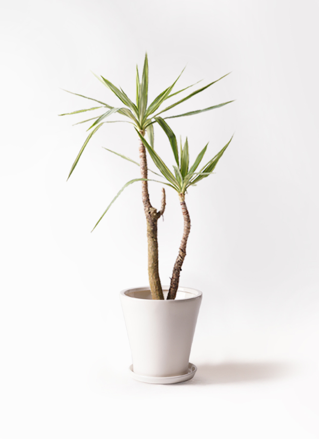 ユッカ 人工観葉植物 白い鉢 約1.5メートル 観葉植物 ユッカ 8号 斑入り エコストーンwhite 付き | 観葉植物なら