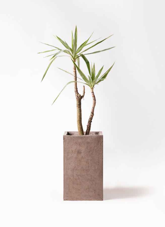 観葉植物 ユッカ 8号 斑入り セドナロング グレイ 付き | 観葉植物なら