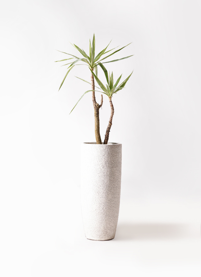 観葉植物 ユッカ 8号 斑入り プラスチック鉢 | 観葉植物なら