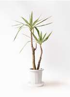 観葉植物 ユッカ 8号 斑入り プラスチック鉢 | 観葉植物ならHitoHana