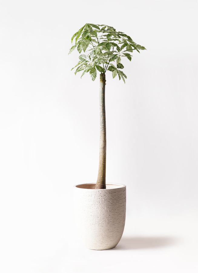 観葉植物 パキラ 10号 朴 斑入り モンデリック ラタン 付き | 観葉植物