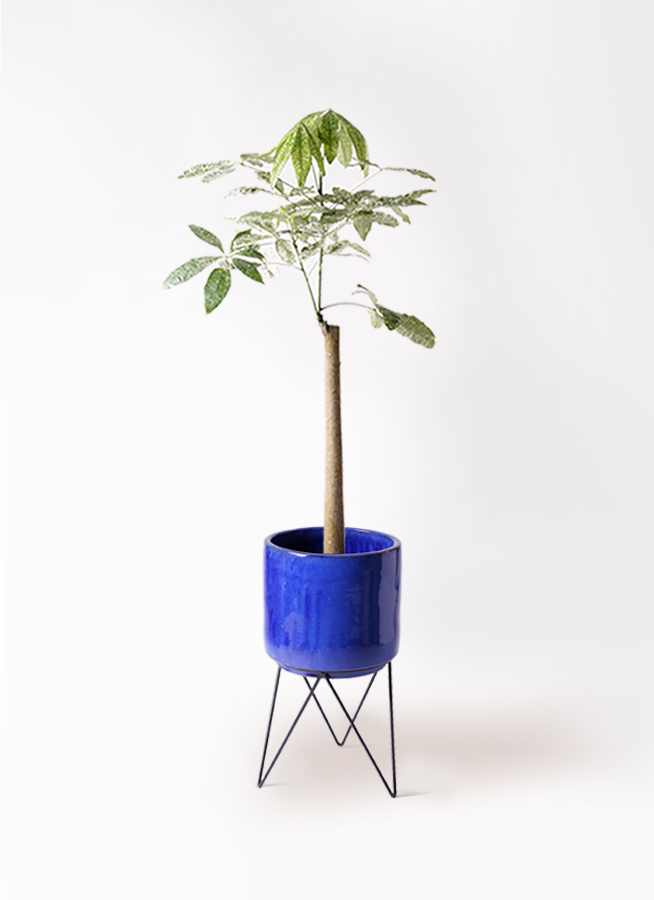 パキラ 朴 斑入り | 観葉植物の通販ならHitoHana(ひとはな) パキラ 朴 斑入り | 観葉植物の通販ならHitoHana(ひとはな)