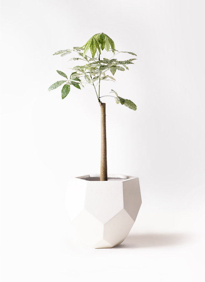 観葉植物 パキラ 8号 朴 斑入り ポリゴヘクサ 白 付き | 観葉植物なら