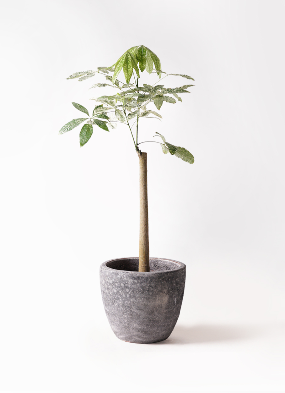 パキラ【斑入り】【実生】【二股】【鉢ごと発送】 現品お届け】実生 斑入りパキラ Pachira glabra 'variegata